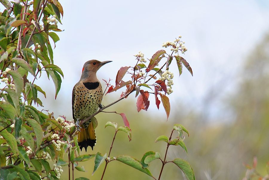 Yellow-shafted Northern Flicker